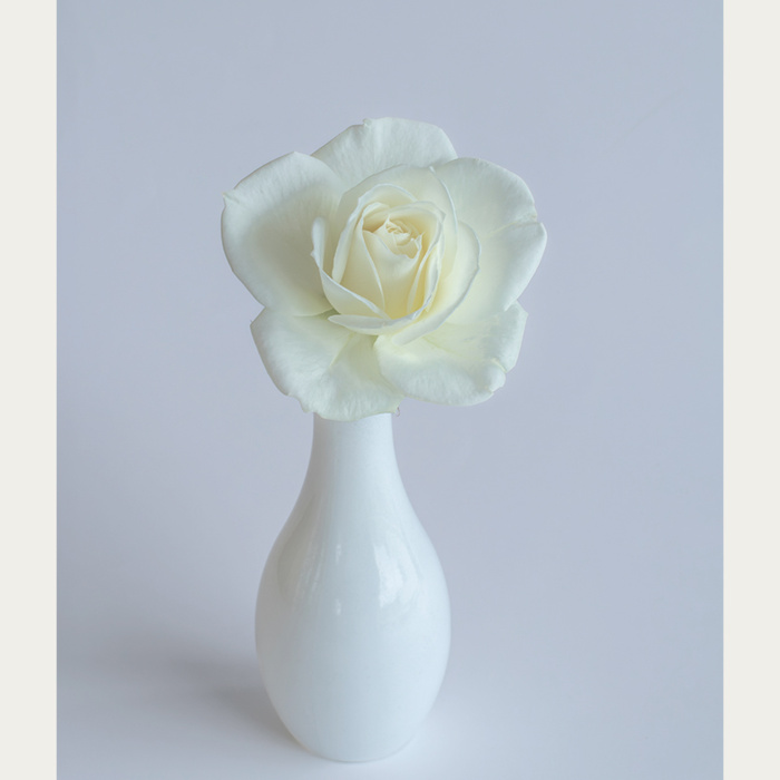 CLOTHES - Romans 15v13 White Rose Thumbnail